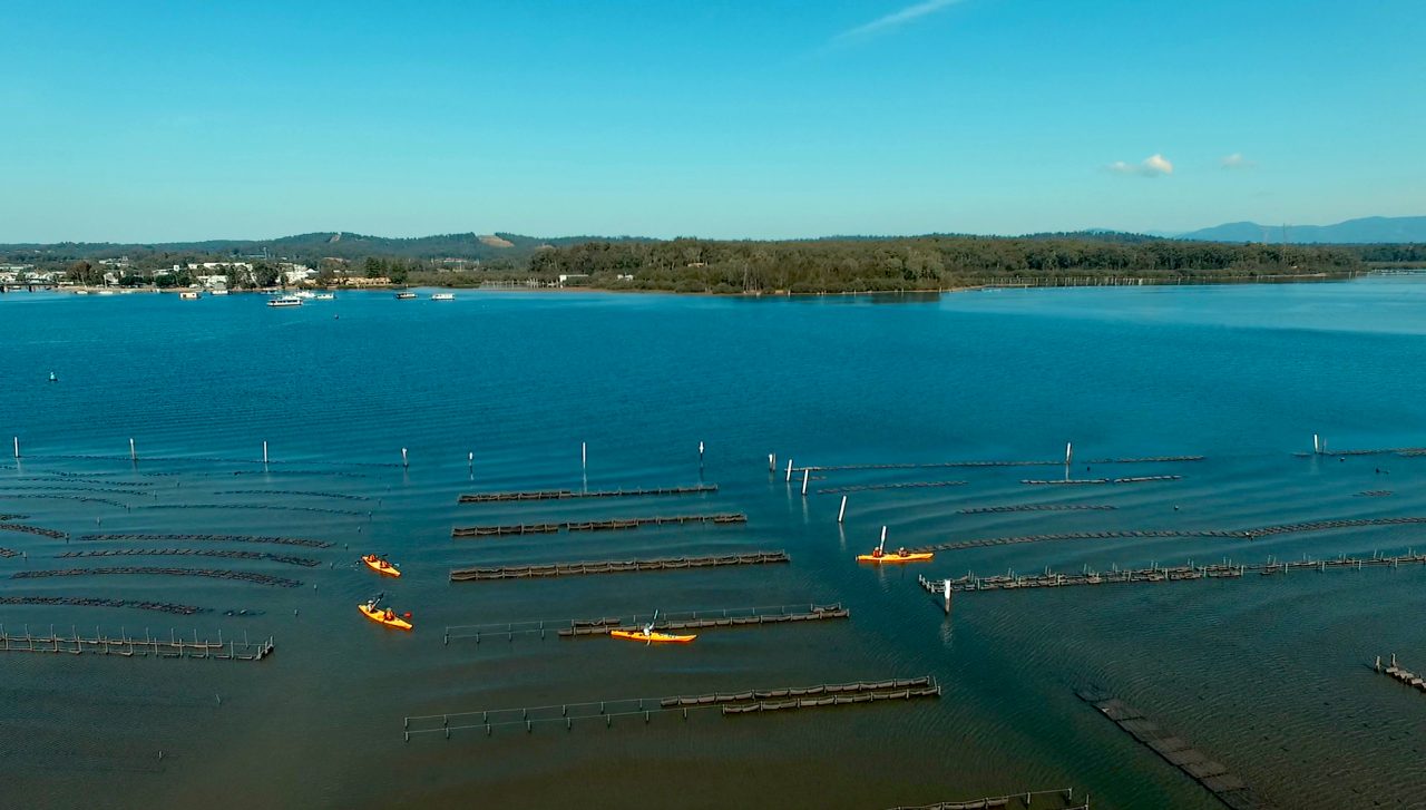 Clyde River Oyster Tasting Kayak Tour Region X Unspoilt Experiences