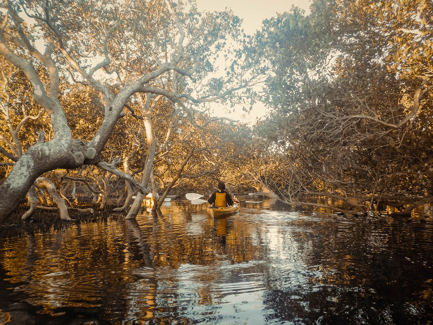 Region X Clyde River Mangrove, Batemans Bay