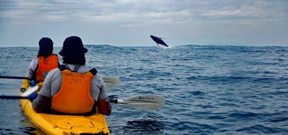 Winter Whale Watching
