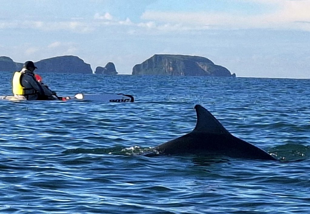 Region X paddler with a dolphin near the Tollgate Islands